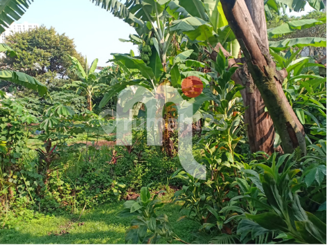 FOR SALE LARGE LAND ON PEKAPURAN STREET, CIMANGGIS, DEPOK, WEST JAVA, INDONESIA