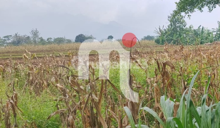 Dijual Sawah di Boja, Kendal