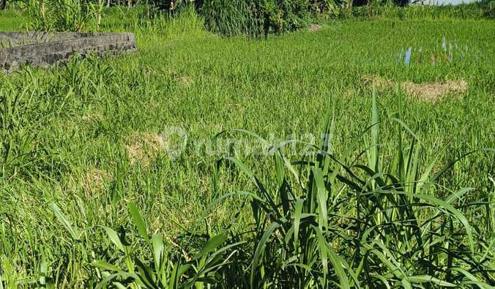 FOR SALE: AN AFFORDABLE FLAT LAND IN PERING GIANYAR