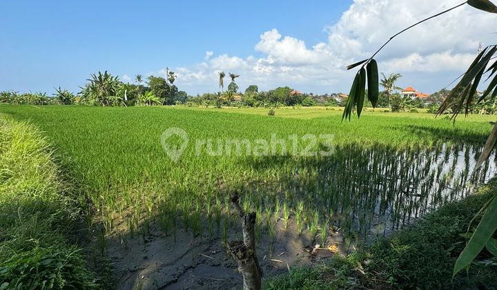 CHEAP RICE FIELD FOR SALE IN KETEWEL, SUKAWATI, GIANYAR CHEAP RICE FIELD FOR SALE IN KETEWEL, SUKAWATI, GIANYAR