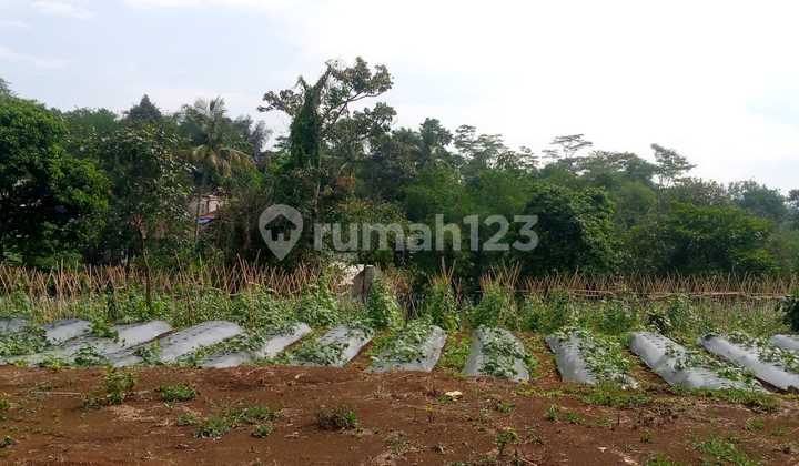 Kavling Investasi di Tamansari Bogor, Promo Imlek Dapat Angpao