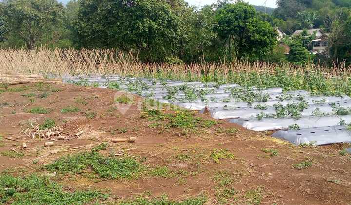 Kavling Investasi di Tamansari Bogor, Pas Bangun Villa Free SHM