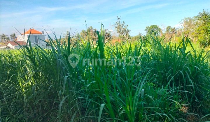 Land 2100 m² Near Bypass Facing South Land 2100 m² Near Bypass Facing South