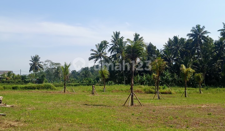 Tanah Datar 3600 M² Area Pejeng 15 Minutes to Ubud Tanah Datar 3600 M² Area Pejeng 15 Minutes to Ubud