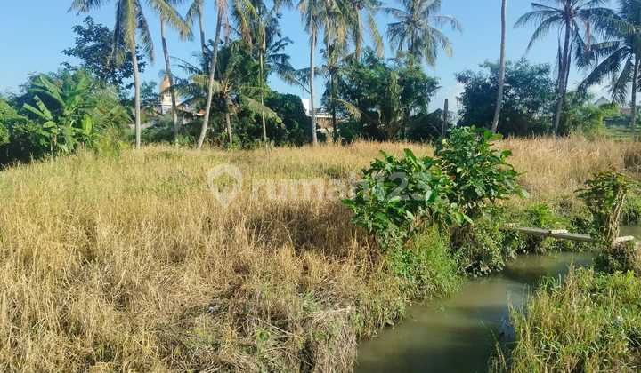 For Rent: Rice Field View Land, Location: Pantai Lima, Pererenan, Canggu, Badung, Bali