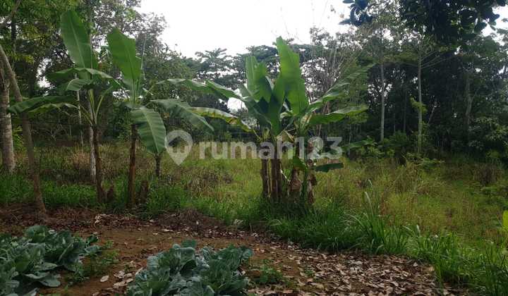 Land for Sale in Kintamani Bangli Bali