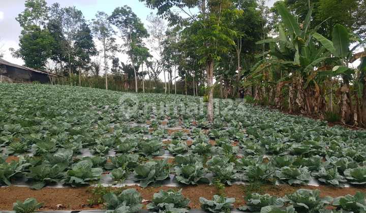 Land for Sale in Kintamani Bangli Bali