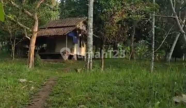 Nego Tanah dekat Pusat alun alun kota Pandeglang di Kadu Lisung Pandeglang Nego Tanah dekat Pusat alun alun kota Pandeglang di Kadu Lisung Pandeglang