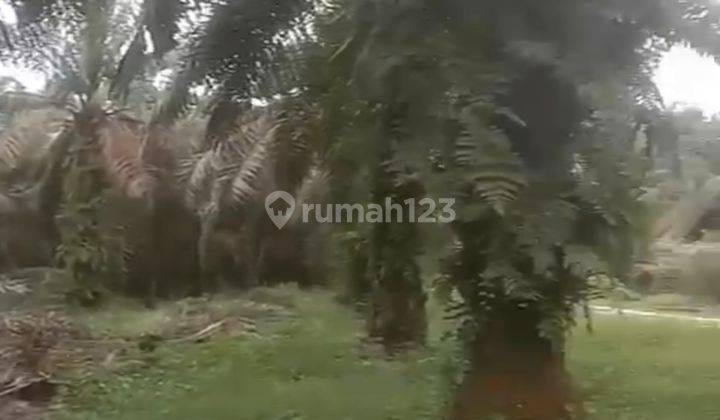 Lahan Kebun Sawit Terawat Dipetapahan Kampar Riau 2