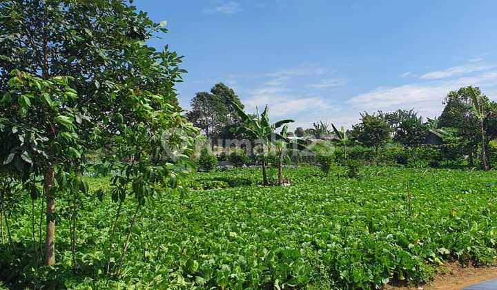 Jual Cepat Lahan Siap Bangun Di Cipanas Ciherang Cianjur 1,3m 
