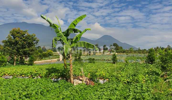 Jual Cepat Lahan Siap Bangun Di Cipanas Ciherang Cianjur 1,3m 