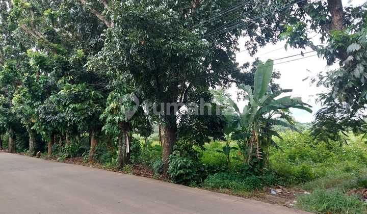 Empty Flat Contour Land on the Side of Bomang Road, Bojong Gede, Bogor Empty Flat Contour Land on the Side of Bomang Road, Bojong Gede, Bogor