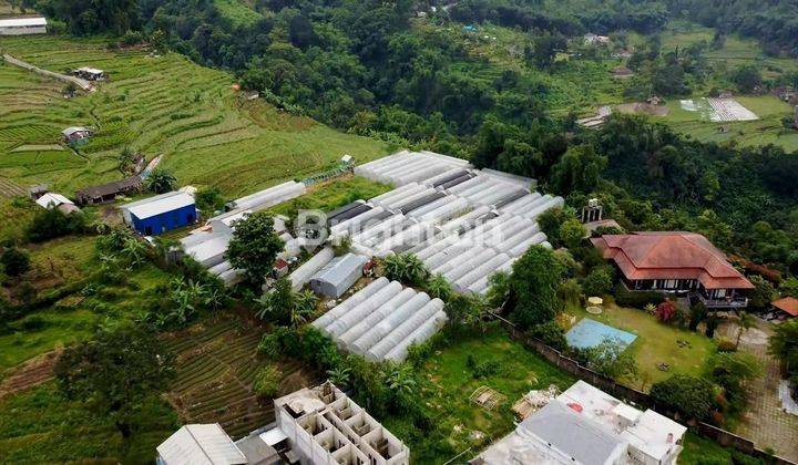 Green House Perkebunan Sayur Hidroponik, Kawasan Dataran Tinggi Yang Sejuk, Bagus Juga Untuk Dibangun Komplek Vila 2