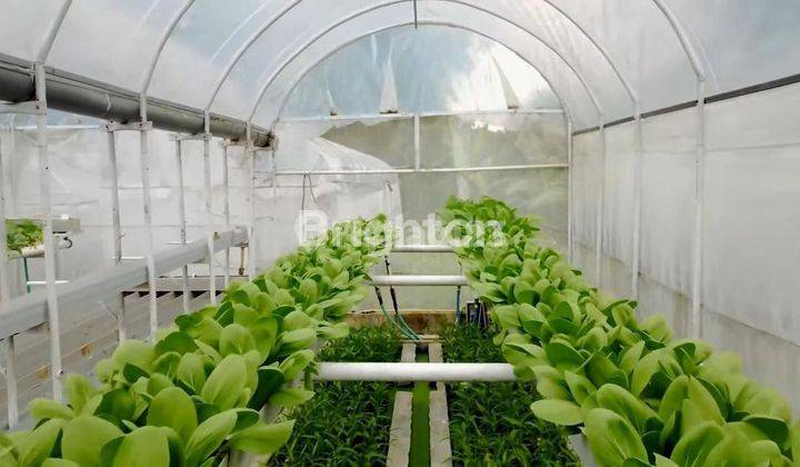 Green House Perkebunan Sayur Hidroponik, Kawasan Dataran Tinggi Yang Sejuk, Bagus Juga Untuk Dibangun Komplek Vila 1