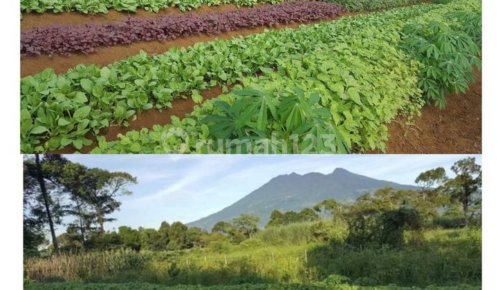 Kavling Rancamaya Bogor Luas 170.327m2 Lokasi Bagus Hanya 1 Juta Per Meter Kavling Rancamaya Bogor Luas 170.327m2 Lokasi Bagus Hanya 1 Juta Per Meter