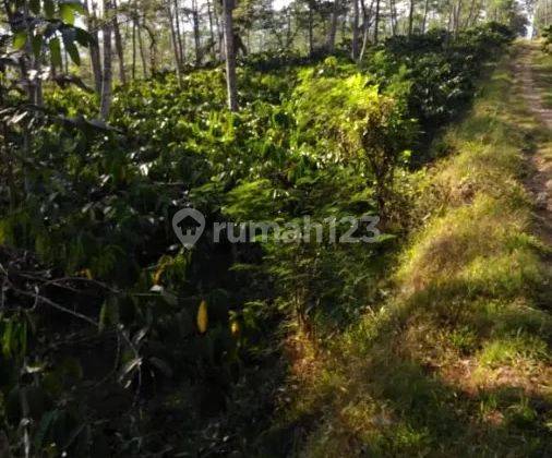 Lahan Kebun 56 Ha Di Temanggung Jawa Tengah 2