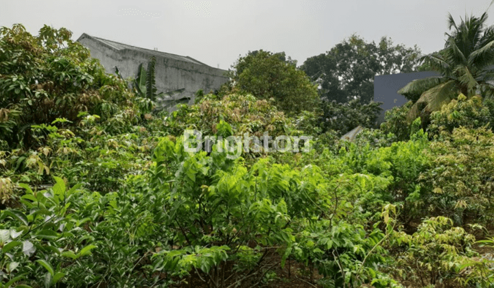 Tanah Griya Loka BSD City terdapat puluhan pohon buah-buahan berkualitas 1