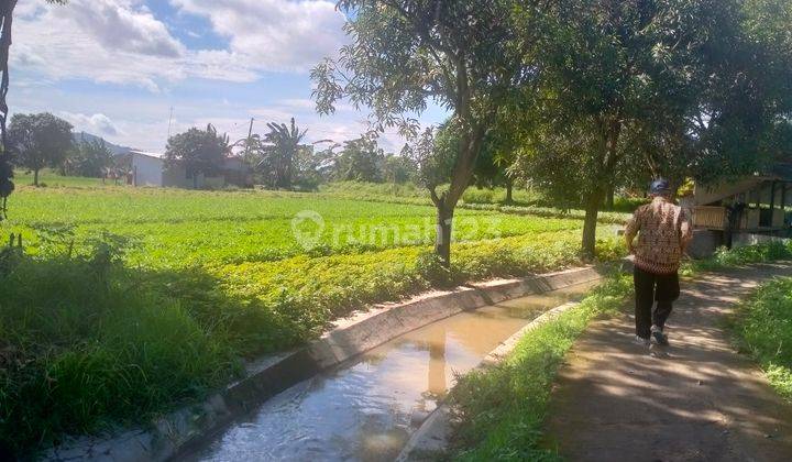 Dijual sawah produktif dan kandang ternak produktif 2