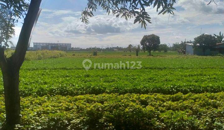 Dijual sawah produktif dan kandang ternak produktif 4