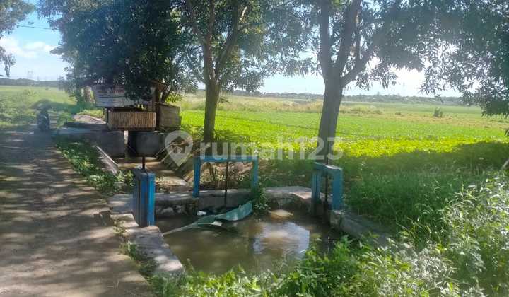 Dijual sawah produktif dan kandang ternak produktif 7