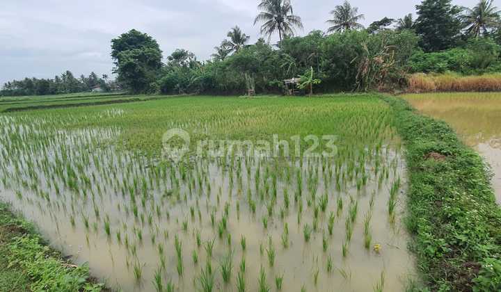 Sawah Harga Miring Kp Jelumprit Waringinkurung Irigasi Oke 3
