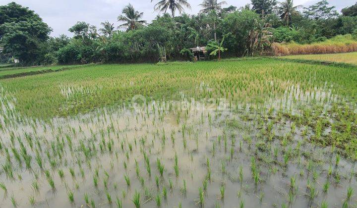 Sawah Harga Miring Kp Jelumprit Waringinkurung Irigasi Oke 5