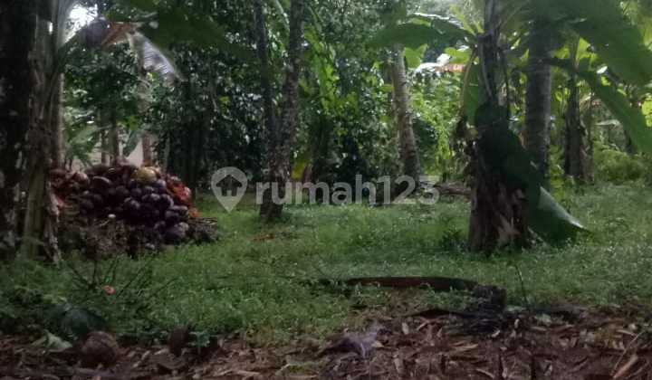 Tanah Kebon Kp Cipicung Cinangka Anyer Nego Halus 1