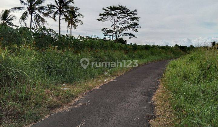 Tanah Bulakan Cibeber Cocok Untuk Tempat Wisata 2