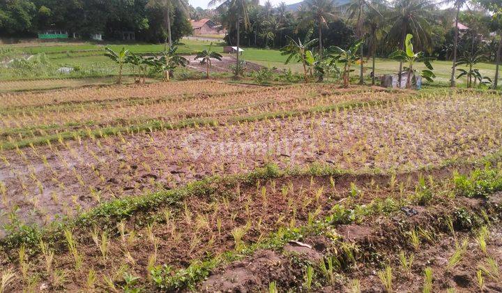 Tanah Sawah Harga Miring Sambilawang Waringinkurung 1