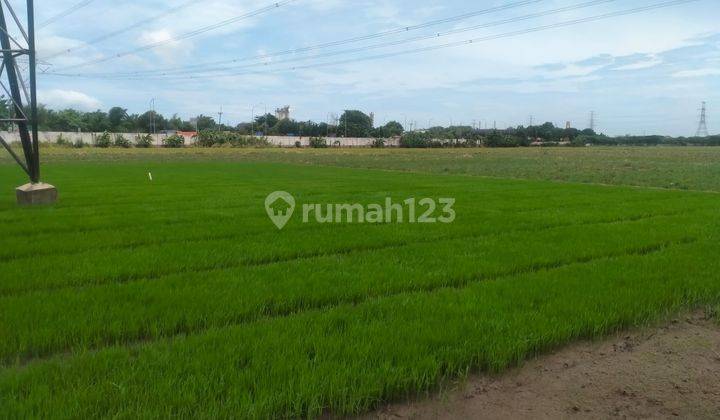 Tanah Sawah Strategis Dekat Exit Tol Cilegon Timur 2