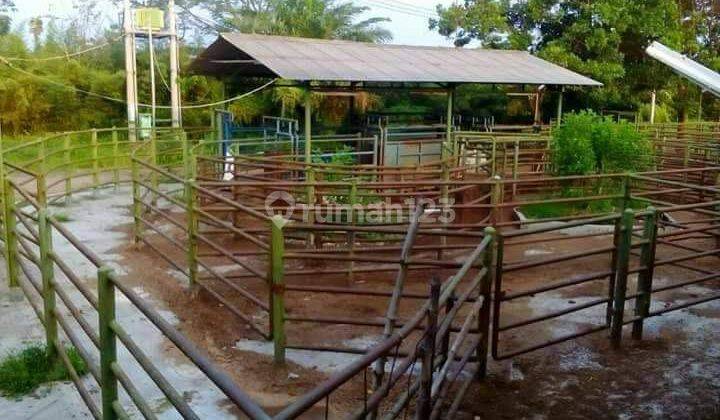 Dijual Peternakan Sapi Potong Aktiv+tanah+bangunan, Purwakarta 2