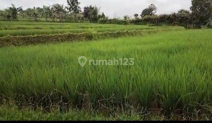 Tanah Sawah Di Puncak Gadok  Ada 2 Unit 1