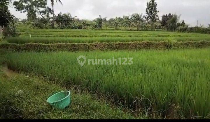 Tanah Sawah Di Puncak Gadok  Ada 2 Unit 2