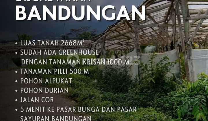 Tanah kebun luas di Bandungan Kabupaten Semarang 1