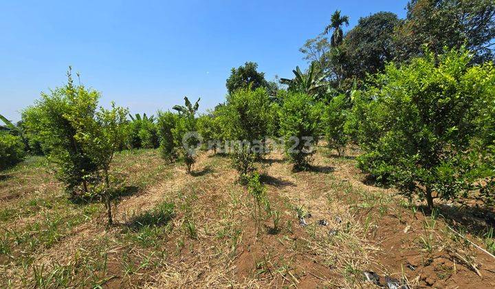 Kebun Produktif Memiliki Nilai Investasi Tinggi,udara Sejuk,tanah Datar, Dipinggir Jalan Desa Cianjur 2