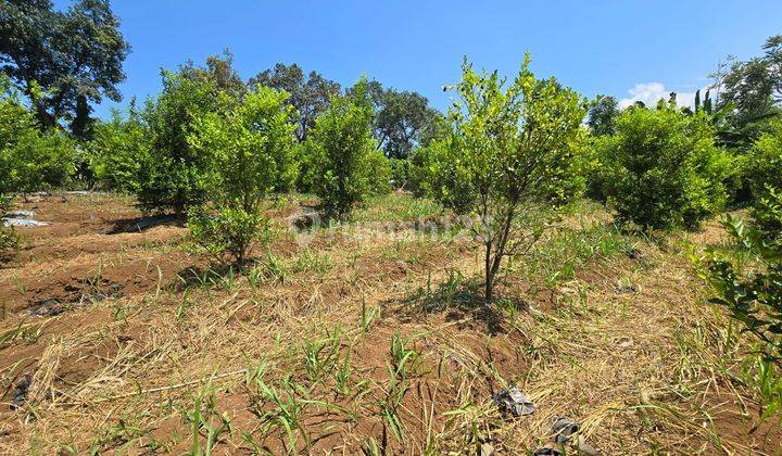 Kebun Produktif SHM di Cugenang, Cianjur Jawa Barat 1