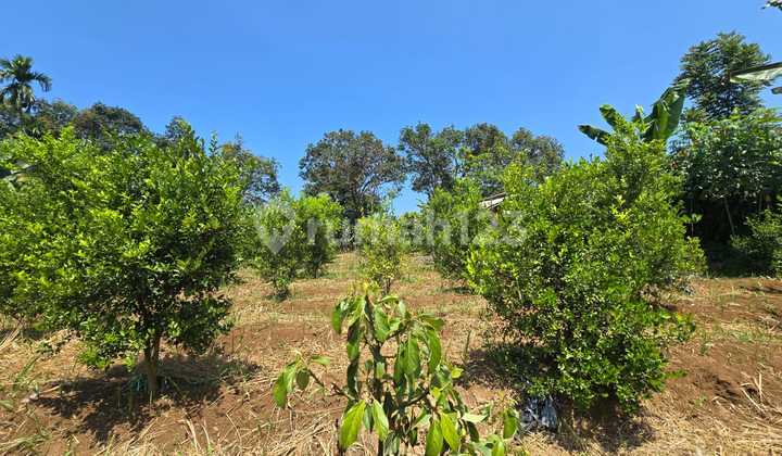 Kebun Produktif di Cianjur, Wilayah Cugenang, Pinggir Jalan Raya
