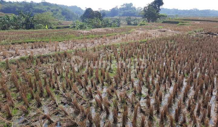 Dijual Cepat Sebidang Tanah Sawah Produktif Lokasi, Cariu BOGOR Dijual Cepat Sebidang Tanah Sawah Produktif Lokasi, Cariu BOGOR