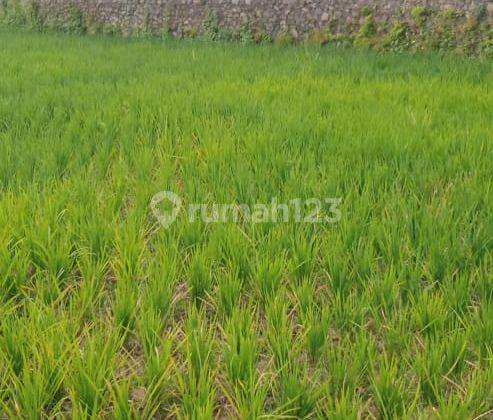 Tanah Sawah di Limbangan Garut, Produktif, Harga Murah 1