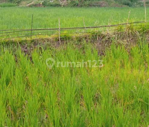 Tanah Sawah di Limbangan Garut, Produktif, Harga Murah 2