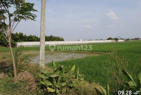 Dijual Tanah Kavling Karawang Barat Lt 7.2 Ha Cocok Buat Pergudangan Pabrik Dll Jrg Ada 2