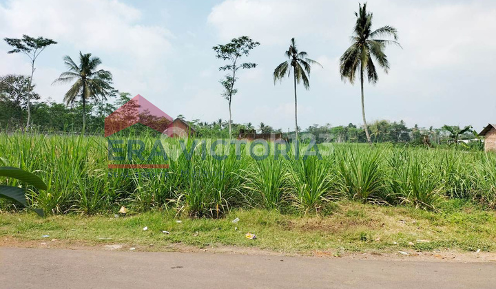 Prospective Investment Land in Pakisaji, Suitable for Development into Residential Areas
