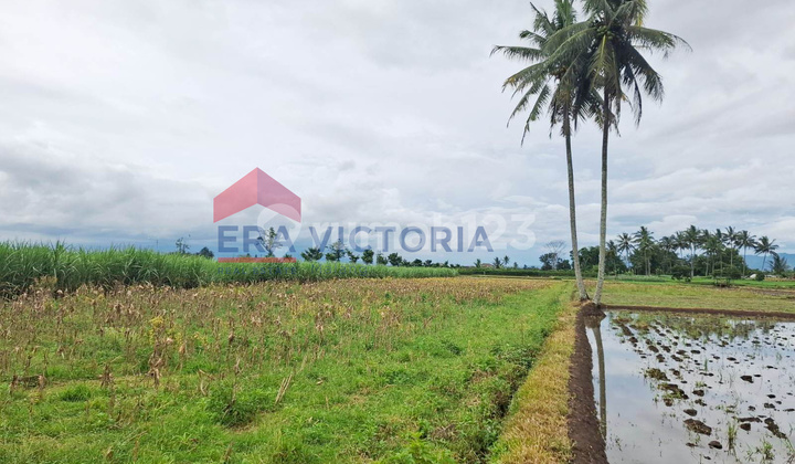 Tanah Pertanian Tumpang Dekat Candi Kidal, Pasar Kidal & Pesantren Cocok untuk Kebun