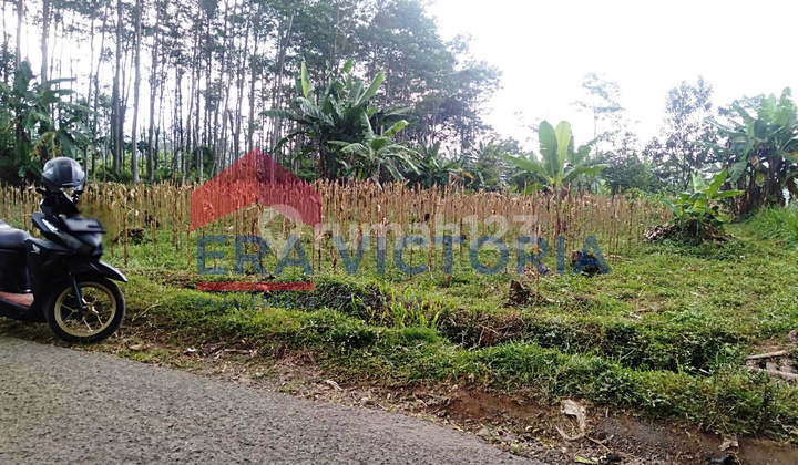 Sekarmojo, Purwosari, Kabupaten Pasuruan 4