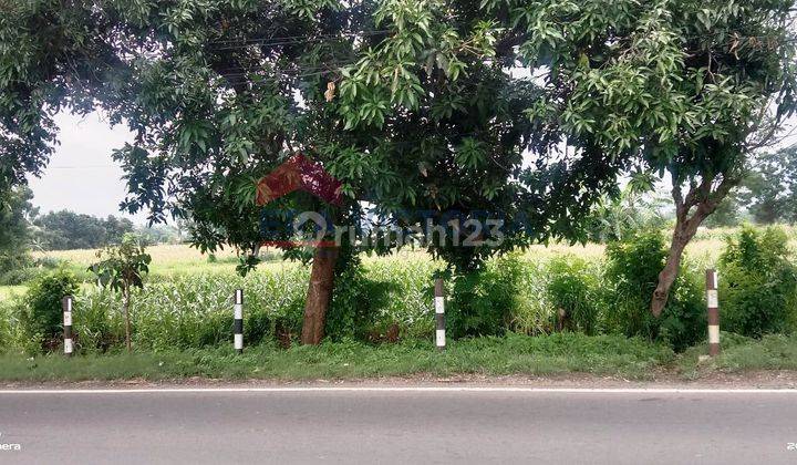 Tanah Pinggir Jalan Raya Banyuwangi Jalur Utama Situbondo Bwi 1