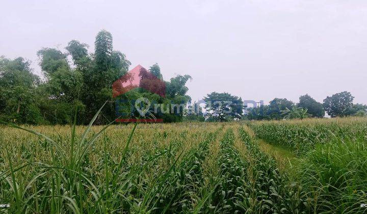 Tanah Pinggir Jalan Raya Banyuwangi Jalur Utama Situbondo Bwi 12