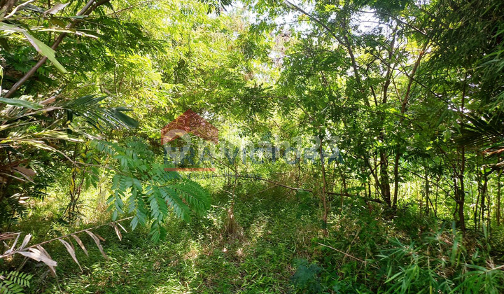 Tanah Parerejo Purwodadi Pasuruan Sebrang Kebun Raya Purwodadi 4