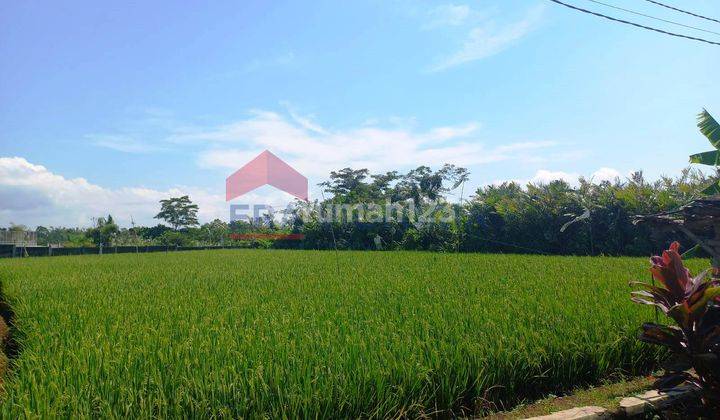 Tanah Parerejo Purwodadi Pasuruan Sebrang Kebun Raya Purwodadi 5