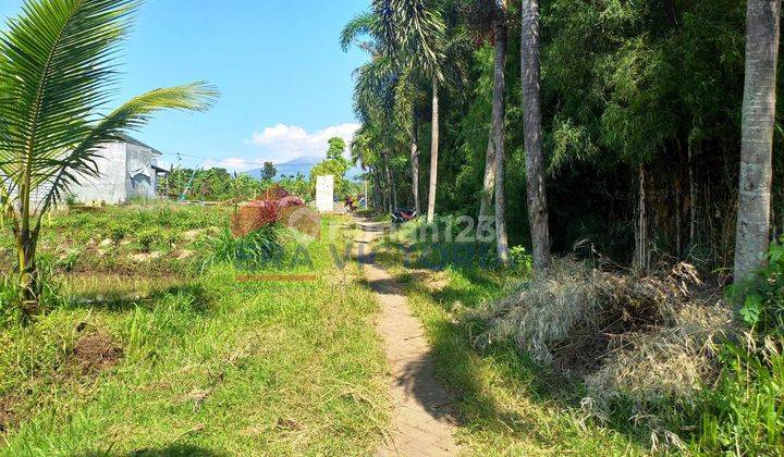 Tanah Parerejo Purwodadi Pasuruan Sebrang Kebun Raya Purwodadi 7