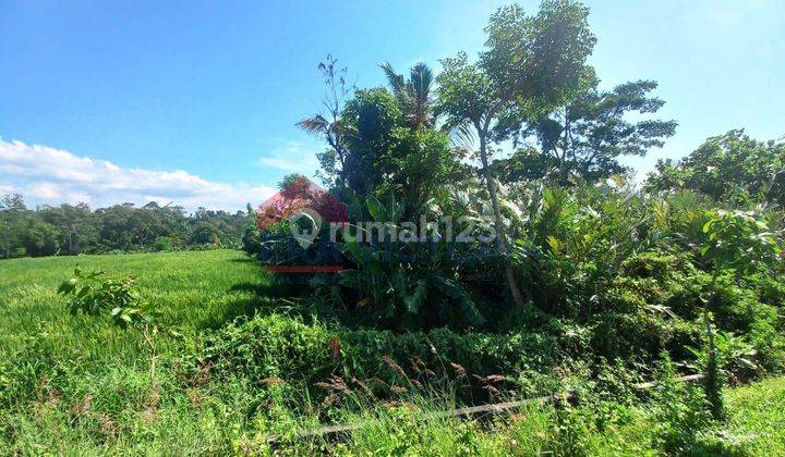 Tanah Parerejo Purwodadi Pasuruan Sebrang Kebun Raya Purwodadi 14